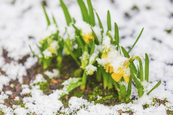 Bunch Yellow Spring Daffodils Flowers Covered Snow Outdoors — Stock Photo, Image