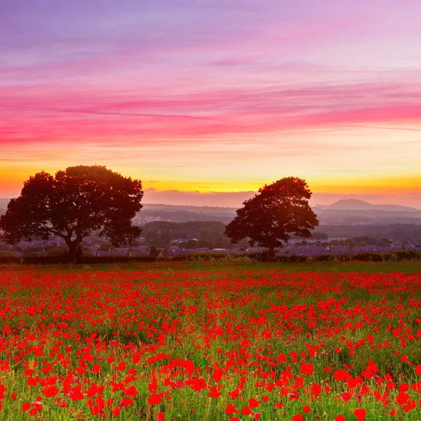 Hermoso Paisaje Campo Amapolas Rojas Con Cielo Colorido Atardecer Escocia — Foto de Stock