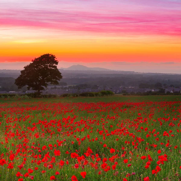 Piękne Czerwone Maki Pole Krajobraz Kolorowy Zachód Słońca Niebo Szkocji — Zdjęcie stockowe