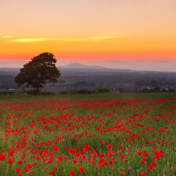 Piękne Czerwone Maki Pole Krajobraz Kolorowy Zachód Słońca Niebo Szkocji — Zdjęcie stockowe