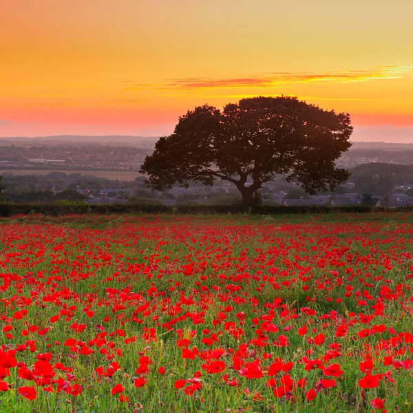 Beau Paysage Champs Coquelicots Rouges Avec Ciel Coloré Coucher Soleil — Photo