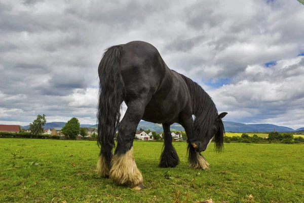 黑吉普赛马 又名吉普赛 Vanner 擦伤在牧场 在多云的天空下草地上的爱尔兰玉米棒夏季乡村景观 — 图库照片