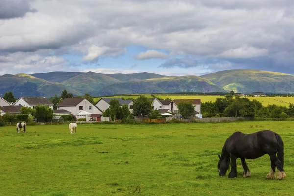 ブラック ジプシー馬別名ジプシー Vanner 牧草地をかすめます 曇り空の下の草原でアイルランドのコブと夏の田園風景 — ストック写真
