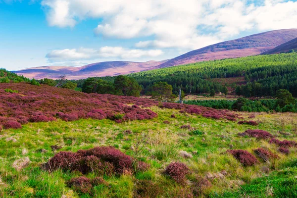 Hermoso Paisaje Colinas Pendiente Cubierta Por Flores Brezo Violeta Parque — Foto de Stock