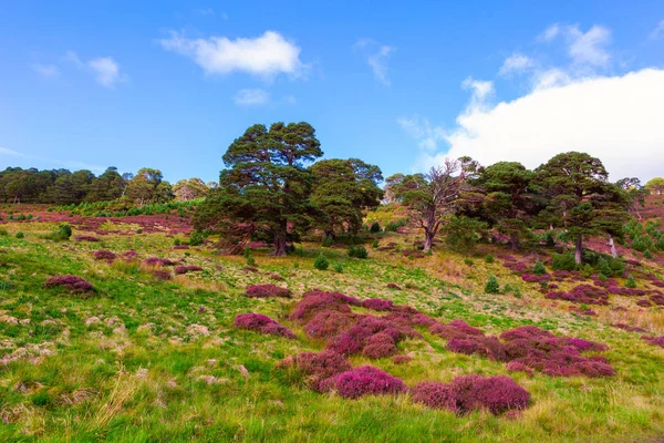Prachtige Landschap Landschap Heuvels Helling Vallende Violet Heide Bloemen Cargorms — Stockfoto