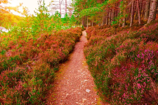 Scottish Landscape Violet Heather Flowers Pathway Cairngorms National Park Scotland — Stock Photo, Image