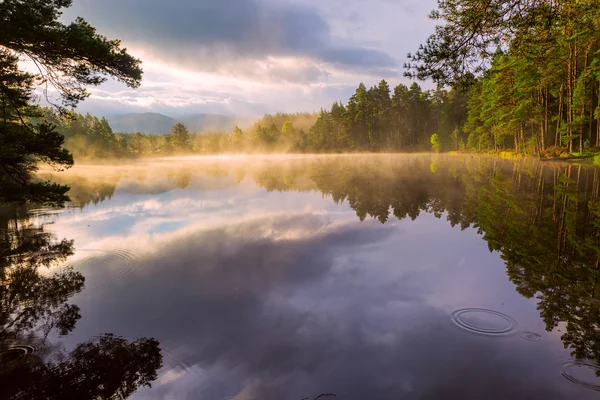 Vackra Landskapet Scen Med Tallskog Återspeglas Lugna Sjön Disigt Vatten — Stockfoto