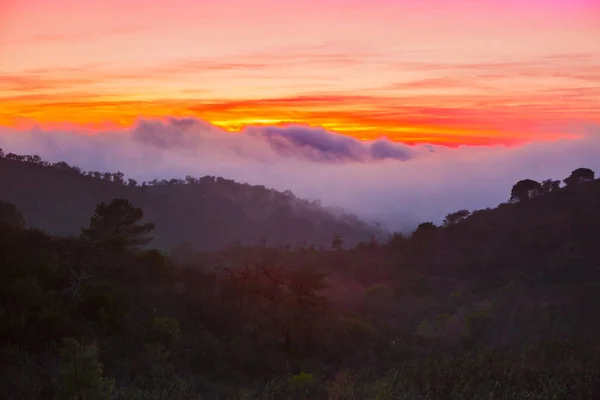Schilderachtige Zonsondergang Misty Landschap Schilderachtig Uitzicht Mistige Avondlucht Bos — Stockfoto