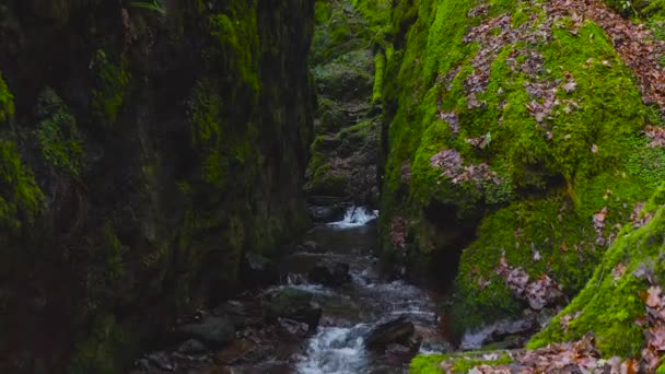 Green Mossy Cleft Creek Running Dollar Glen Park Scotland — Stock Video