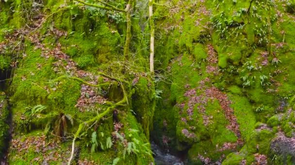 Green Mossy Cleft Creek Running Dollar Glen Park Scotland — Stock Video