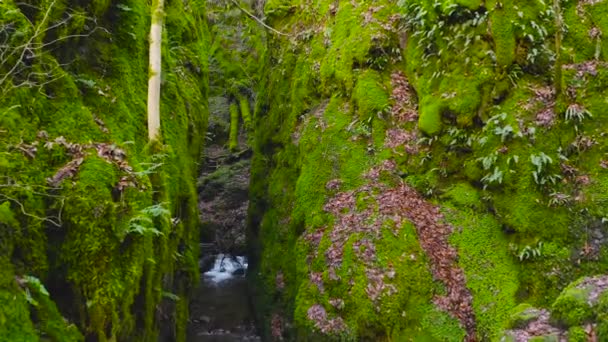 Green Mossy Cleft Creek Running Dollar Glen Park Scotland — Stock Video