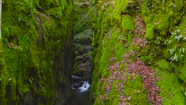 Green Mossy Cleft Creek Running Dollar Glen Park Scotland — Stock Video