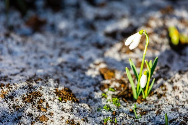 Snowdrop Flowers Galanthus Nivalis Grow Snowy Ground Symbol New Life — Stock Photo, Image