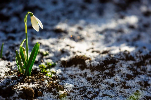 Snowdrop Flowers Galanthus Nivalis Grow Snowy Ground Symbol New Life — Stock Photo, Image