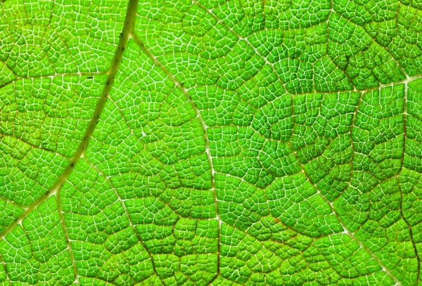 Textura Hoja Verde Macro Fondo Natural Abstracto — Foto de Stock