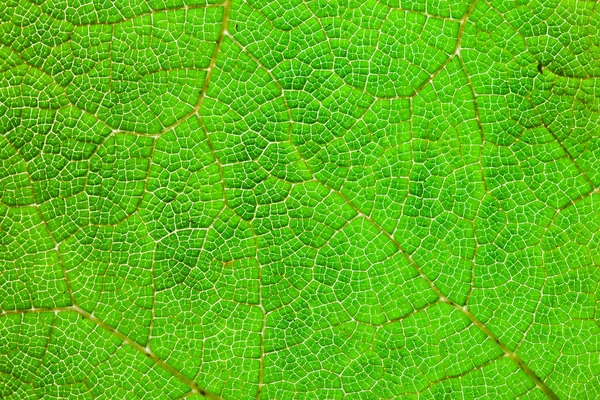Textura Hoja Verde Macro Fondo Natural Abstracto — Foto de Stock