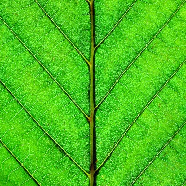 Green Leaf Texture Macro Abstract Natural Background — Stock Photo, Image