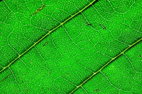 Green Leaf Texture Macro Abstract Natural Background — Stock Photo, Image