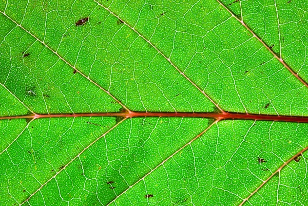 緑の葉テクスチャ マクロ 自然の抽象的な背景 — ストック写真