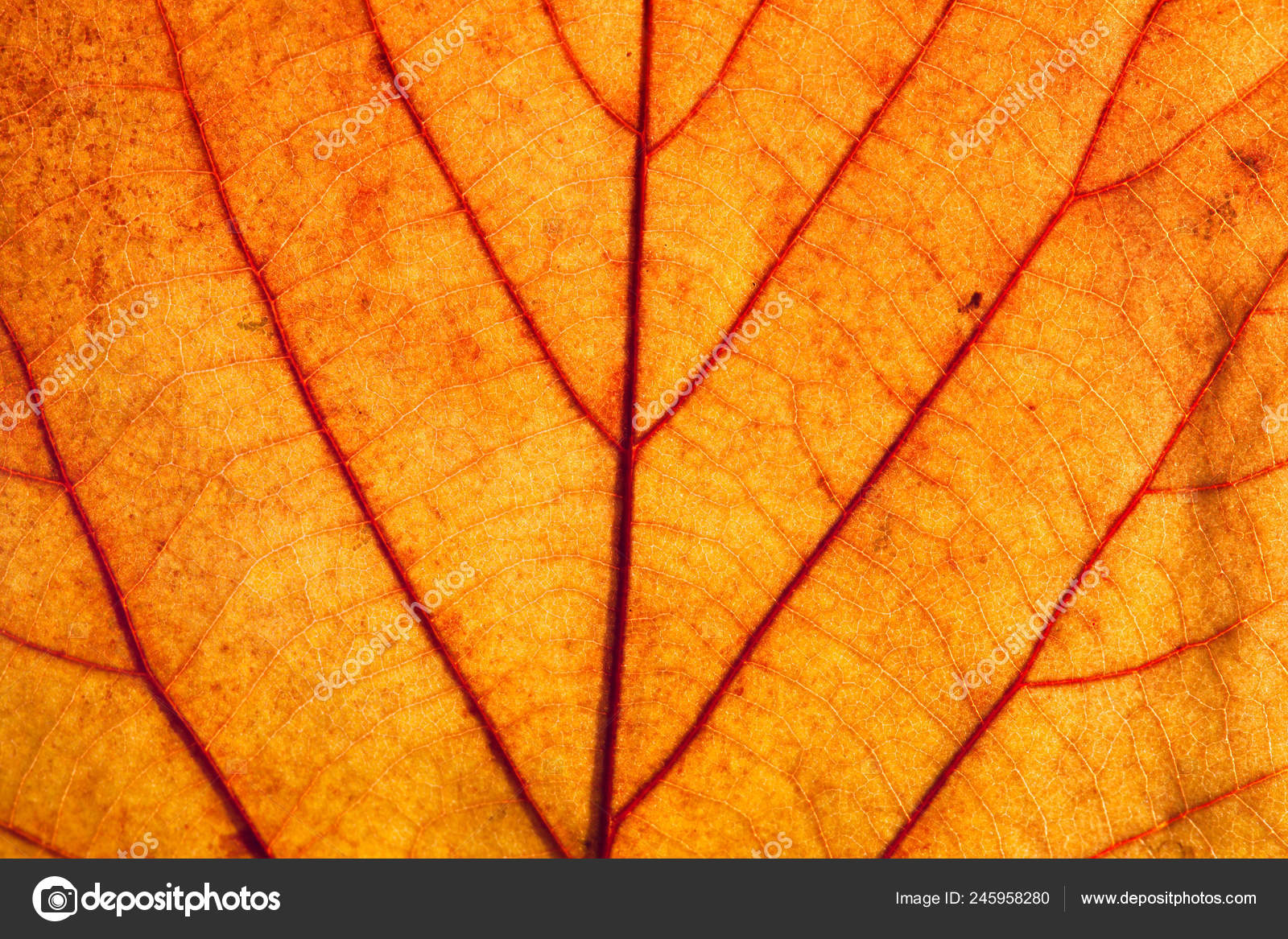 Yellow Autumn Leaf Texture Macro Abstract Natural Background Stock Photo C Sergebertasiusphotography 245958280
