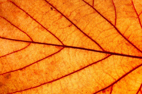 Textura Hoja Otoño Amarillo Macro Fondo Natural Abstracto — Foto de Stock