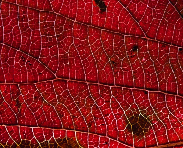 Textura Hoja Roja Macro Fondo Natural Abstracto — Foto de Stock