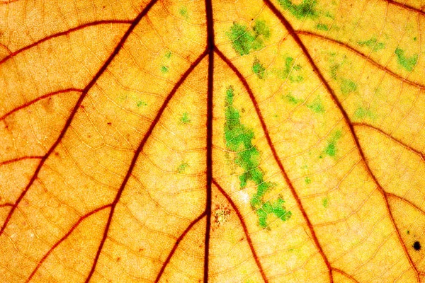 Yellow Autumn Leaf Texture Macro Abstract Natural Background — Stock Photo, Image