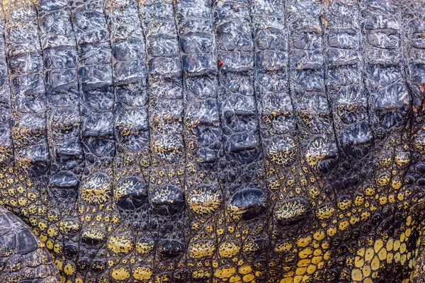 Closeup of Crocodile scaled skin, detailed rough texture.