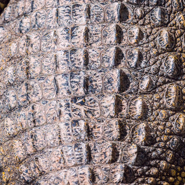 Closeup of Crocodile scaled skin, detailed rough texture.