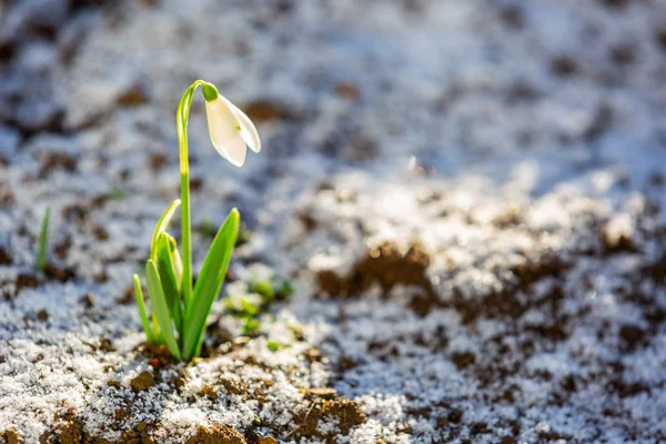 Snowdrop flowers (Galanthus nivalis) — Stock Photo, Image