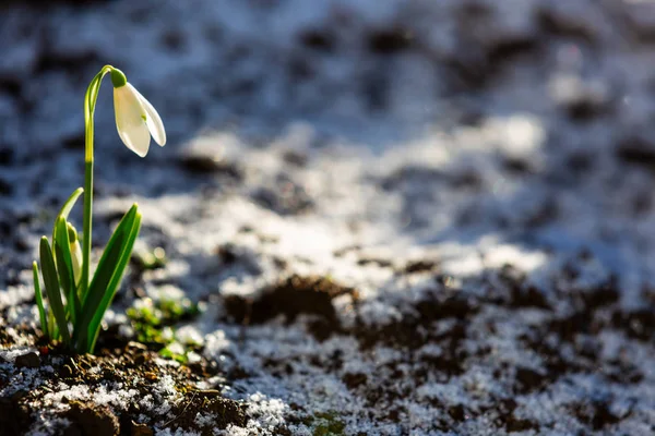 Snowdrop flowers (Galanthus nivalis) — Stock Photo, Image