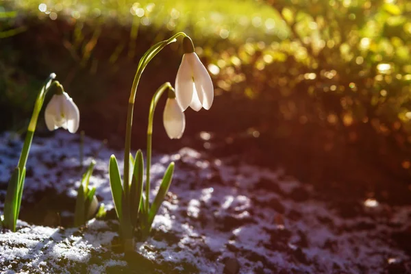 Flores de neve (Galanthus nivalis ) — Fotografia de Stock