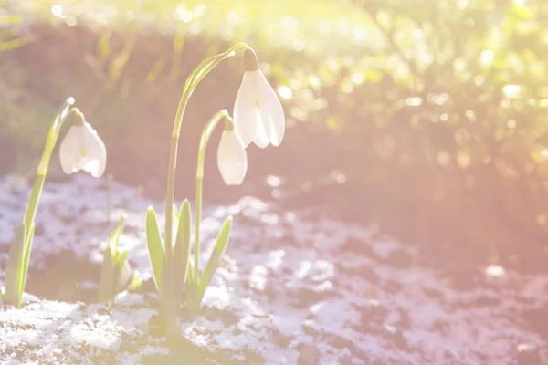 Snowdrop flowers (Galanthus nivalis) — Stock Photo, Image