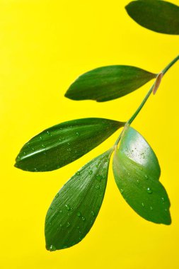 Su damlalı yeşil yapraklar