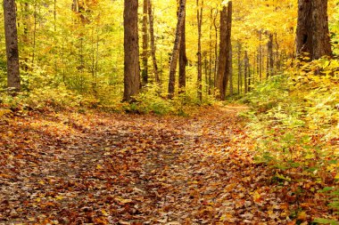 Orman sonbahar renkleri ile kaplı