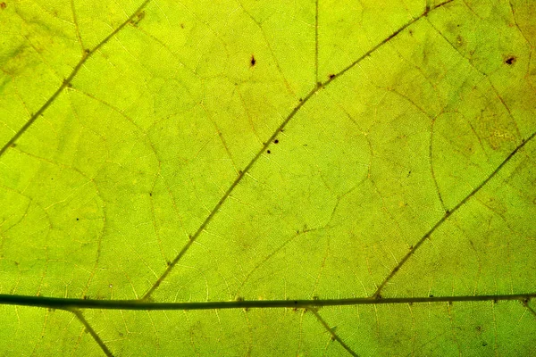 Tło Zbliżenie Zielony Liść — Zdjęcie stockowe