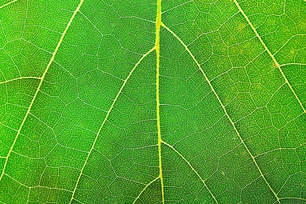 Groene Blad Close Achtergrond — Stockfoto