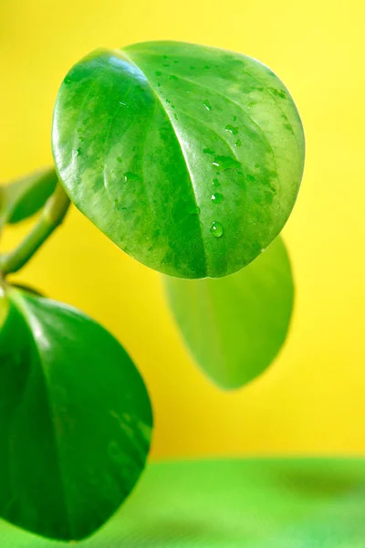 Folhas Verdes Com Gotas Água — Fotografia de Stock