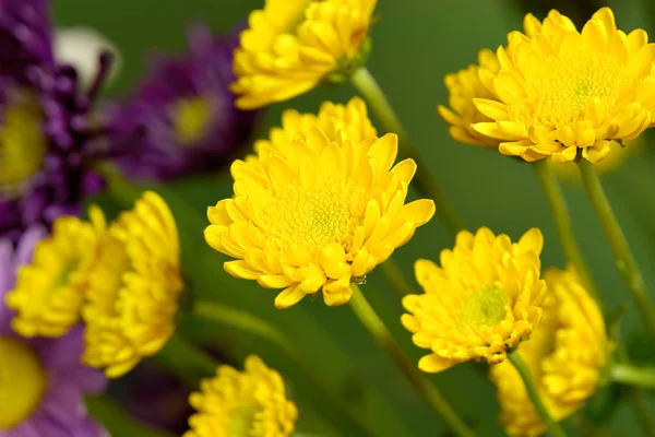 Flor fresca e brilhante de peão florescendo de perto