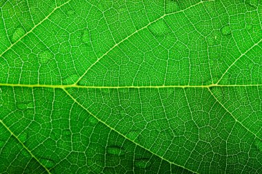 yeşil yaprak closeup arka plan