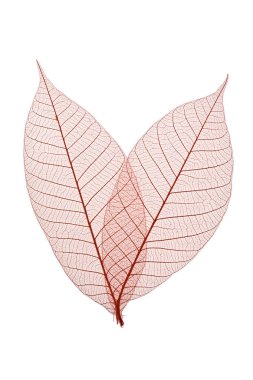 Beyaz arka plan üzerinde iskelet bırakır kompozisyon