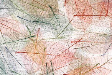 Renkli iskelet bırakır saydam arka plan