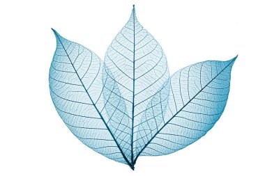 Beyaz arka plan üzerinde iskelet bırakır kompozisyon