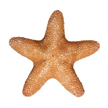 Orman Star beyaz arka plan üzerinde izole denizyıldızı