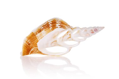 Seashell yansıması ile beyaz arka plan üzerinde izole kesmek