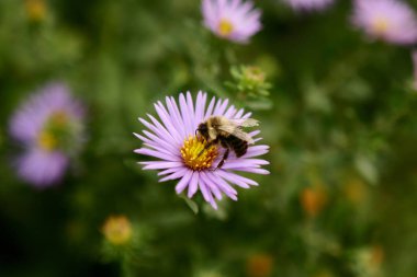 bir çiçek üzerinde hazır bir arı makro çekim