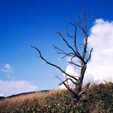 Uzaktan ağaç tek başına bir tepe üzerinde