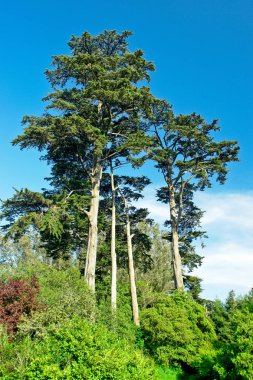 Ağaçları açık mavi gökyüzü ile
