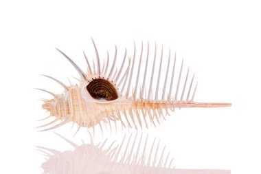 Beyaz arkaplanda deniz kabuğu izole