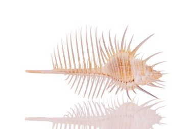 Beyaz arkaplanda deniz kabuğu izole